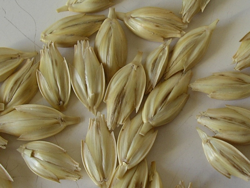 گندم شعیر ابلیس